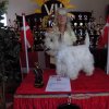 1. Platz Beste Präsentation des Hundes
